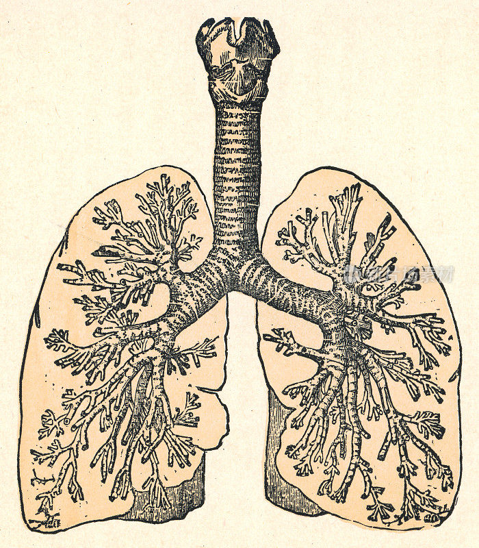 人类肺，气管和支气管树的医学插图- 19世纪